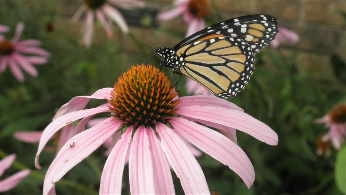 GoodBug™ Wildflower Mix A Natural Way to Fight Garden Pests—Without Chemicals
